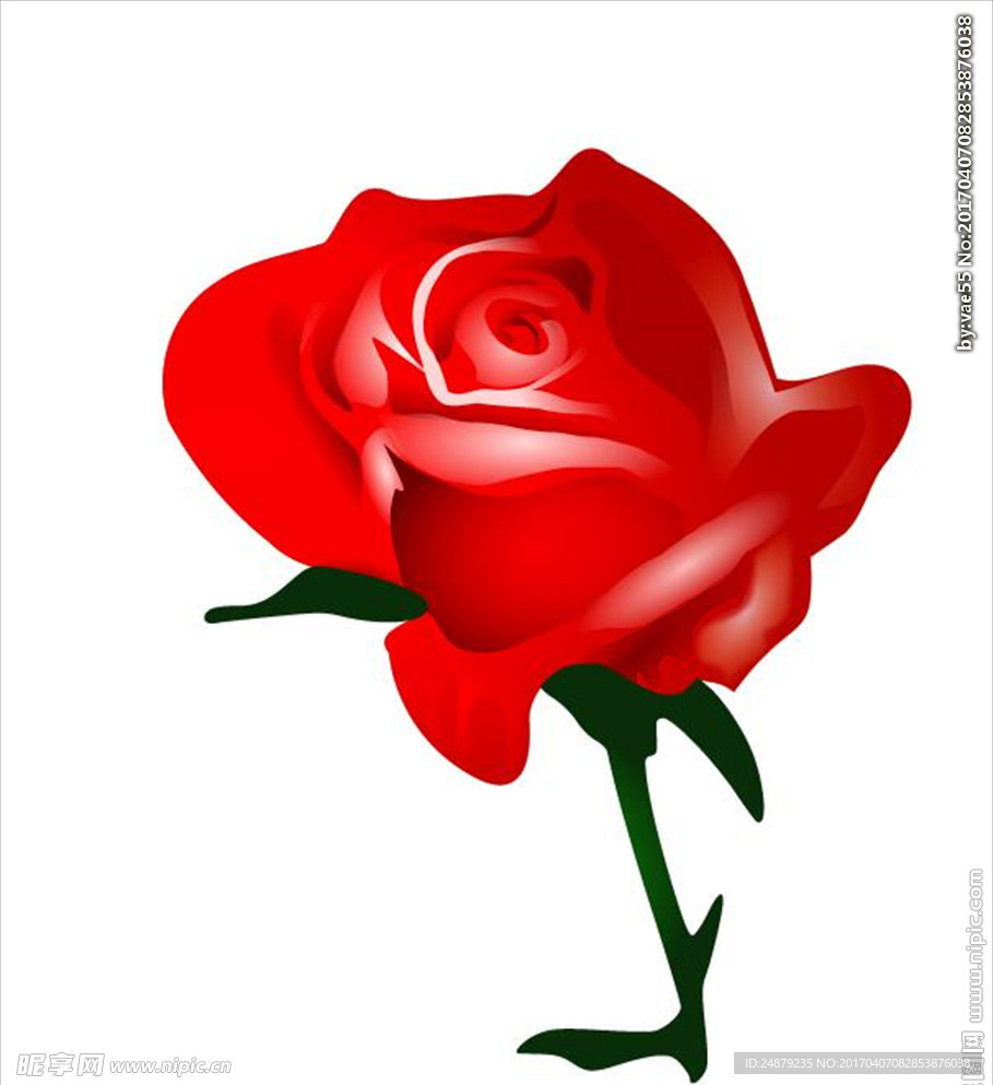 玫瑰花