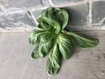 墙缝里的青菜