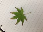 枫叶