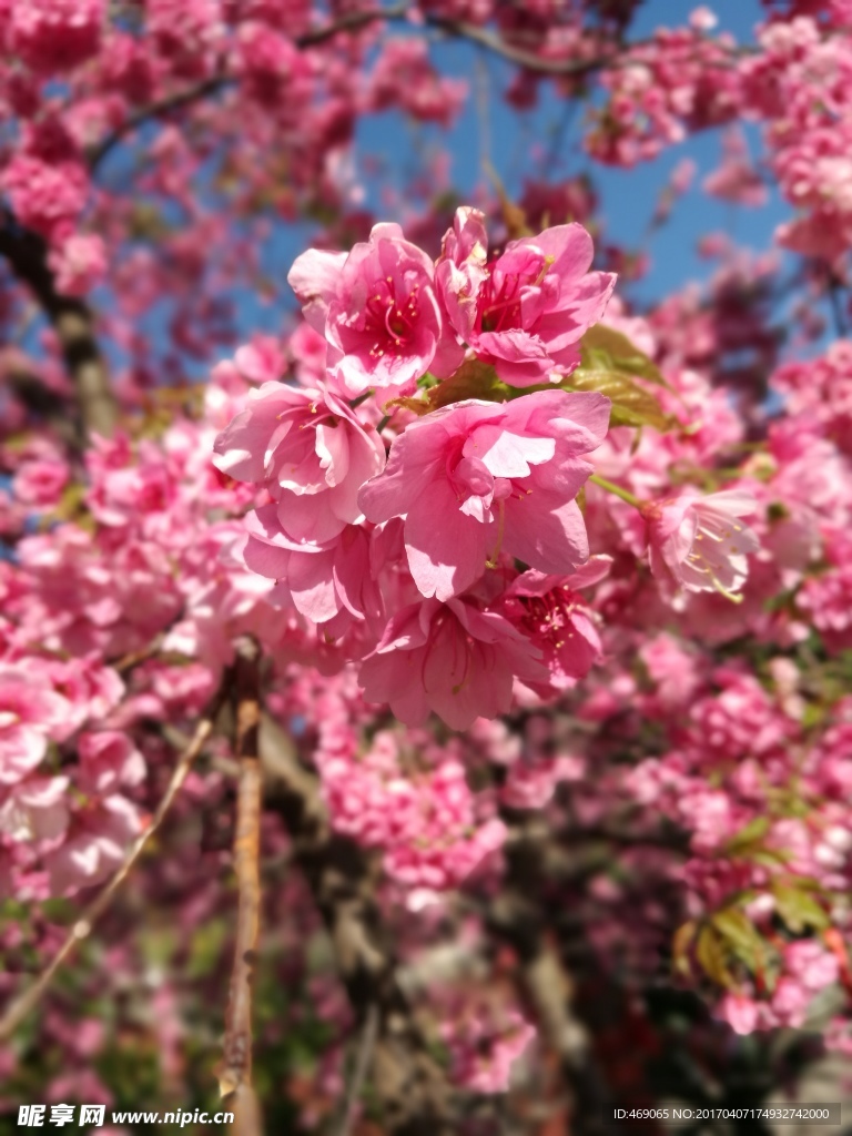 樱花