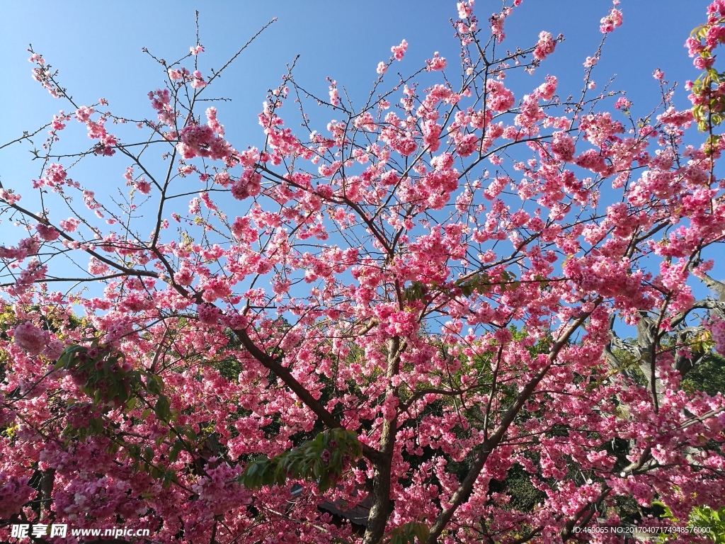 樱花