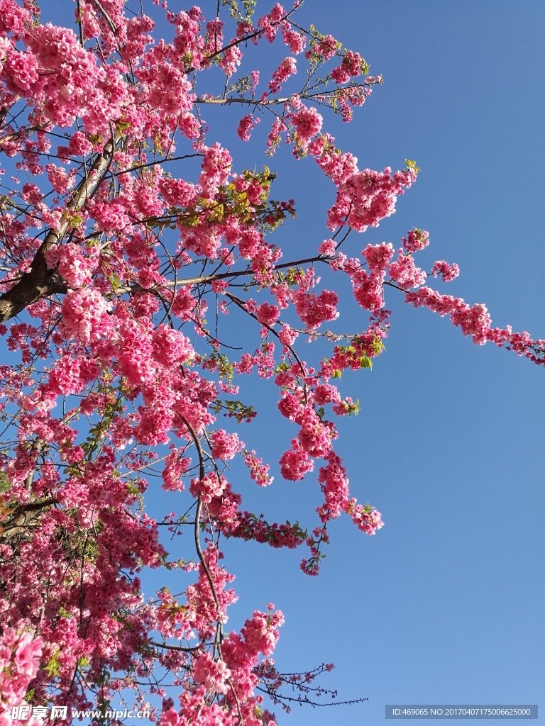 樱花