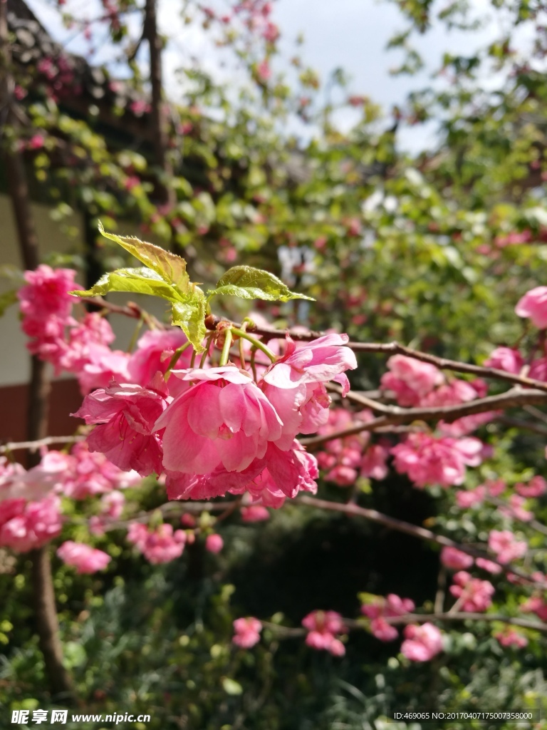 樱花
