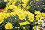 一片黄色菊花