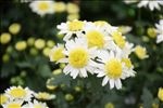 白色雏菊