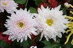 两朵菊花
