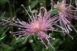 长针型菊花