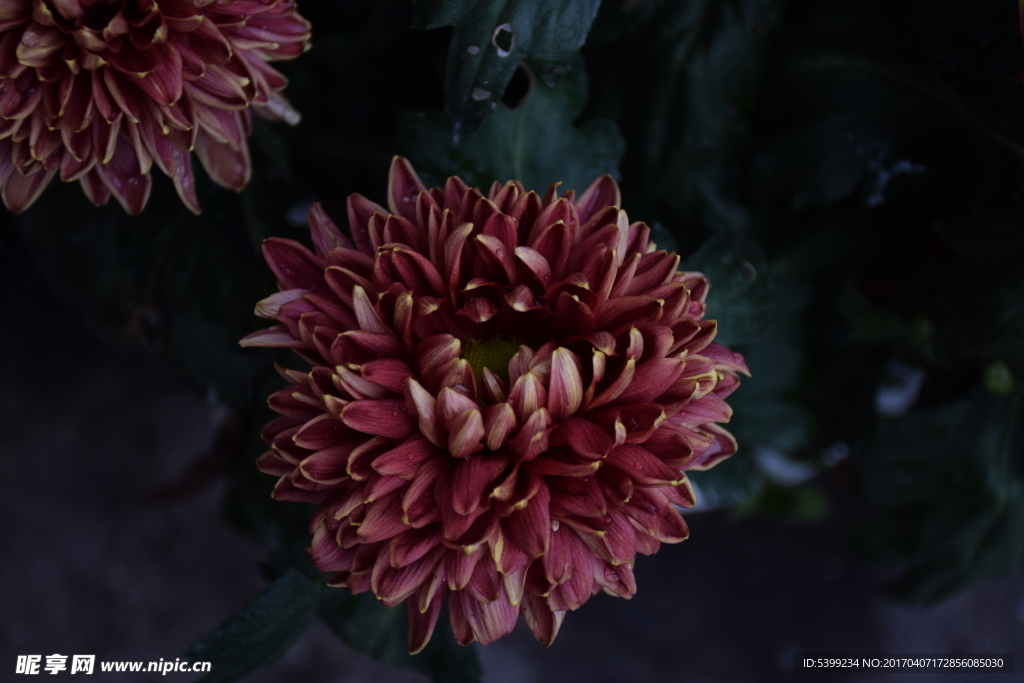 美丽菊花