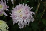 粉色菊花