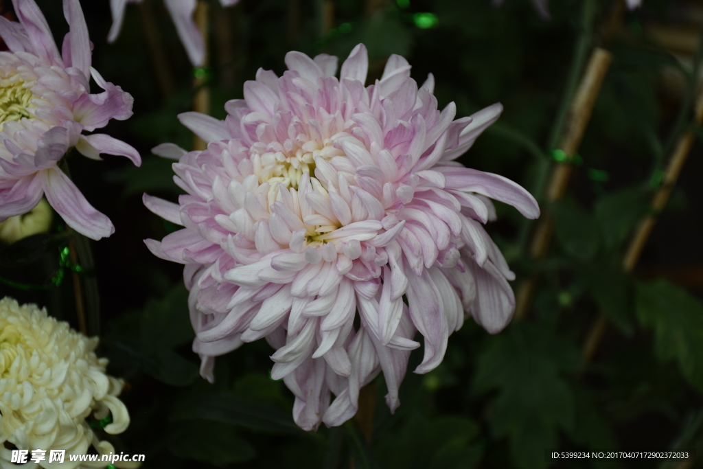 粉色菊花