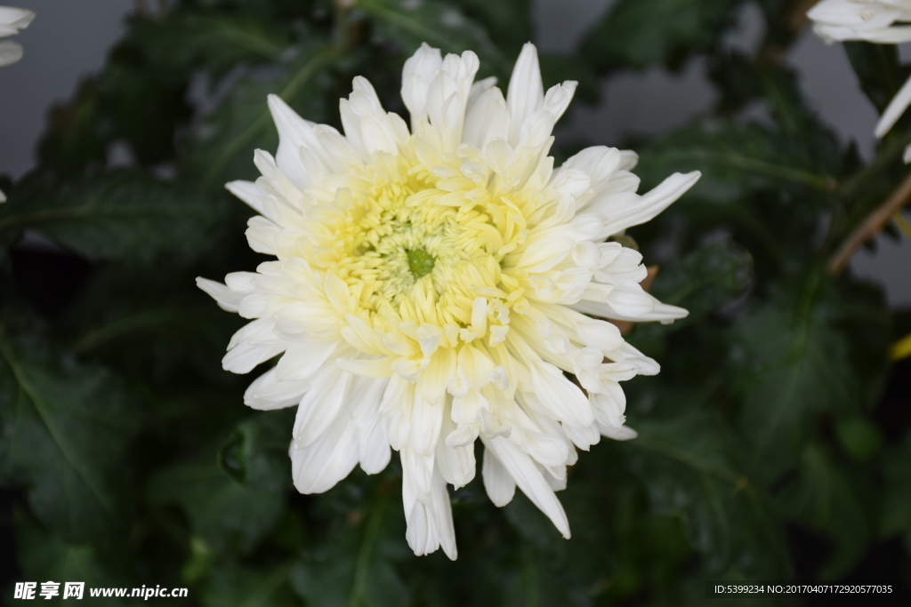 白色菊花
