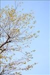 小清新树叶