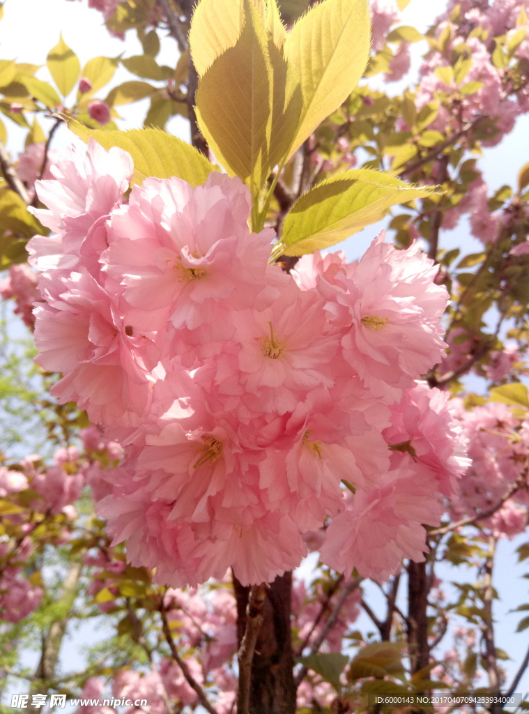 粉色花朵