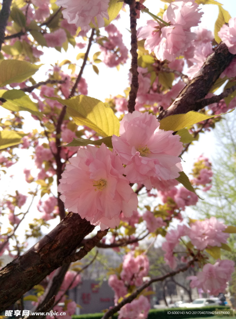 花