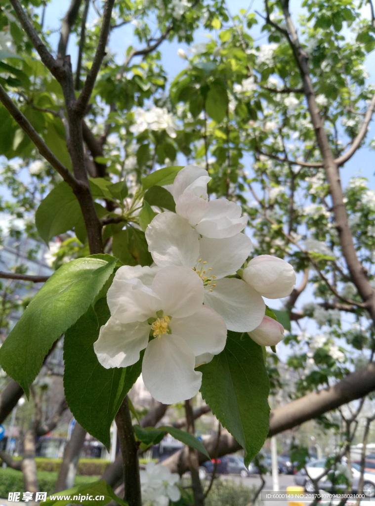 海棠花