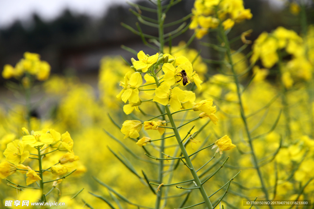 油菜花