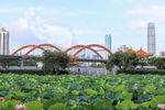 深圳洪湖公园