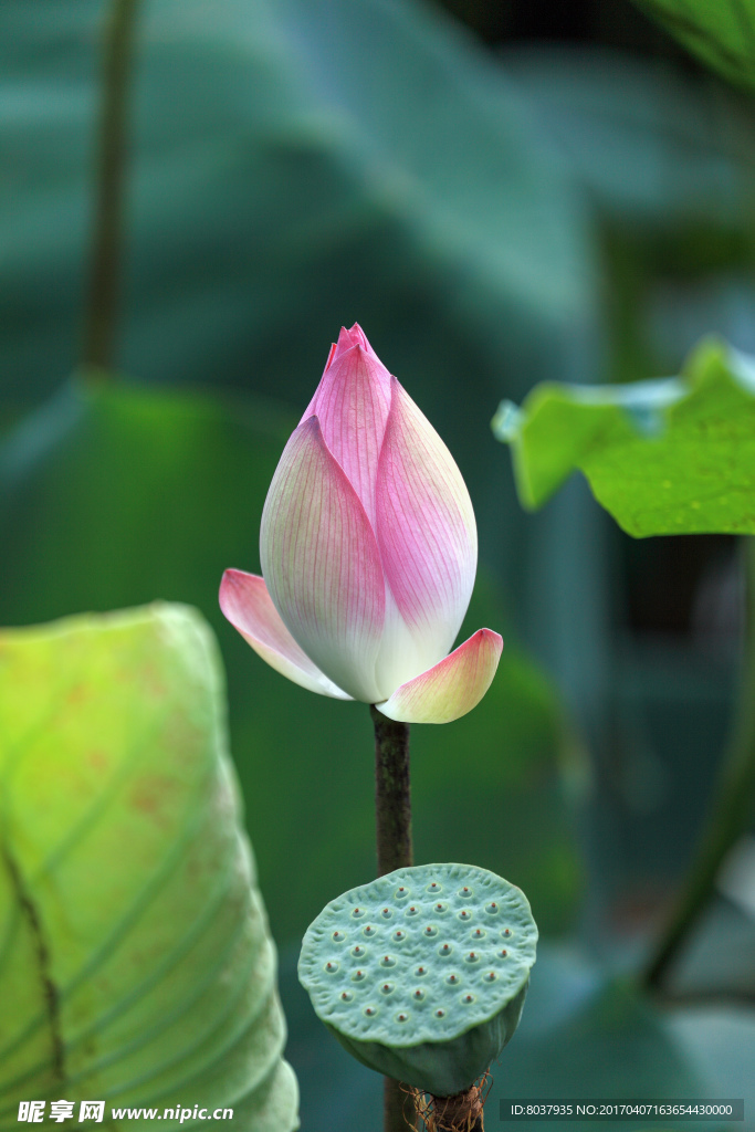 荷花