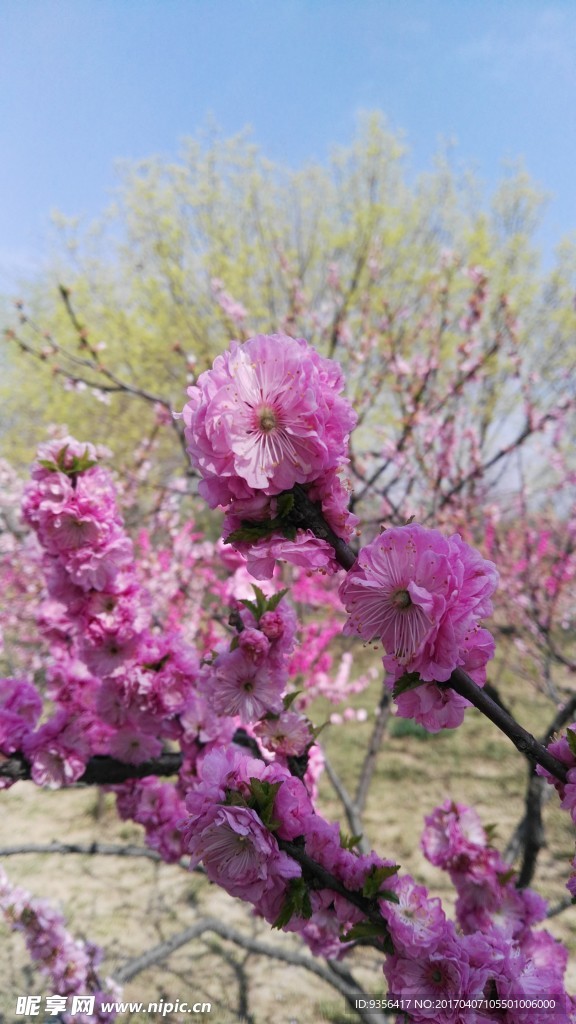 碧桃花