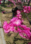 碧桃花