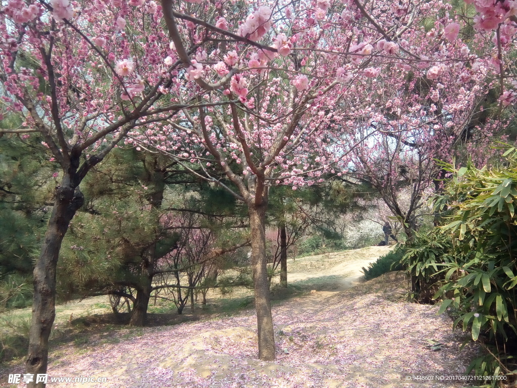 樱花