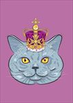 英国短毛猫写实手绘猫头
