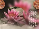 莲花