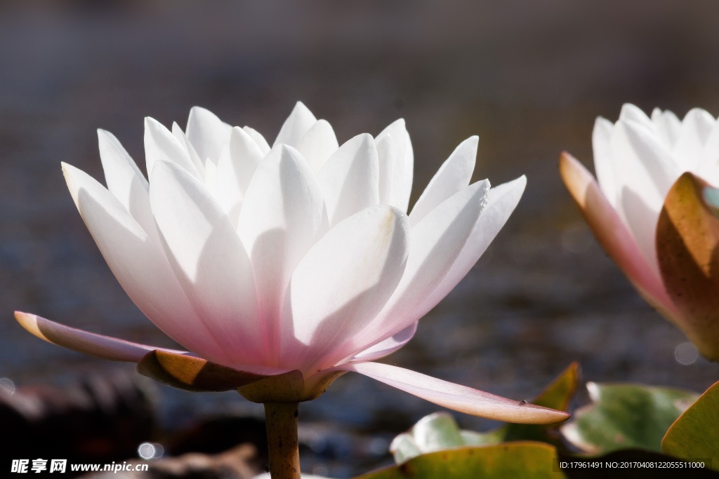 莲花