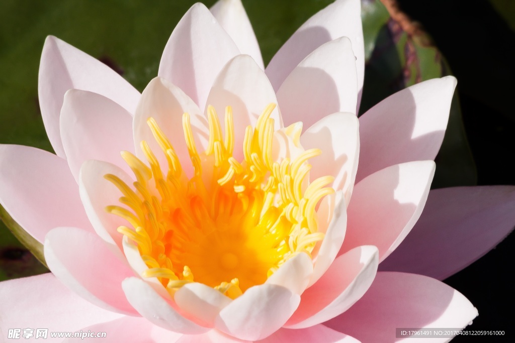 莲花