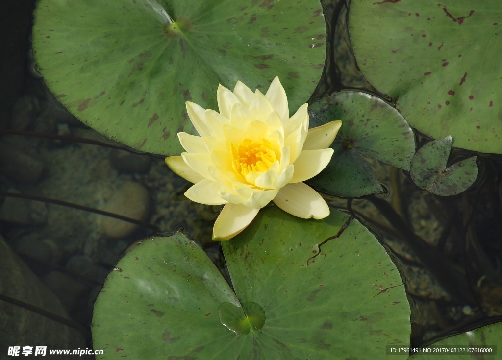 莲花