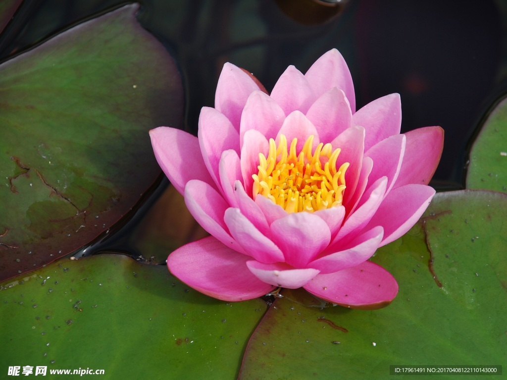 莲花
