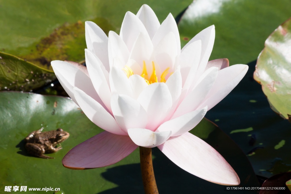 莲花