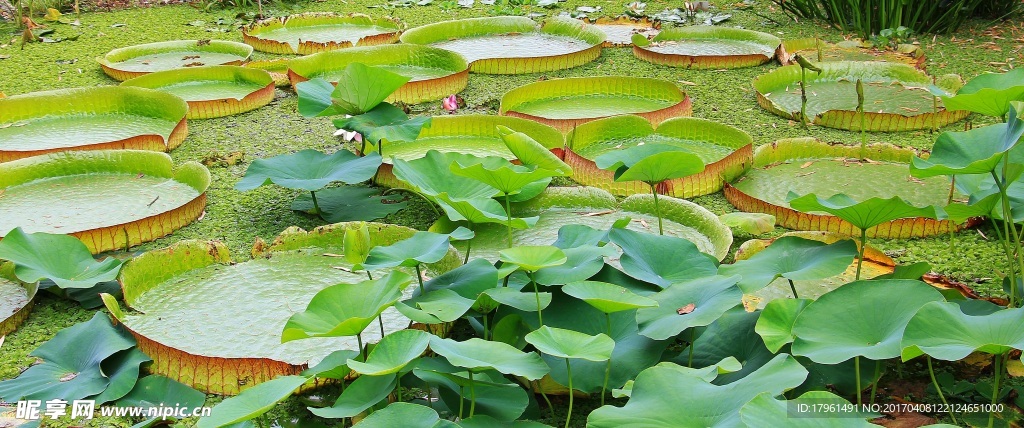 莲花