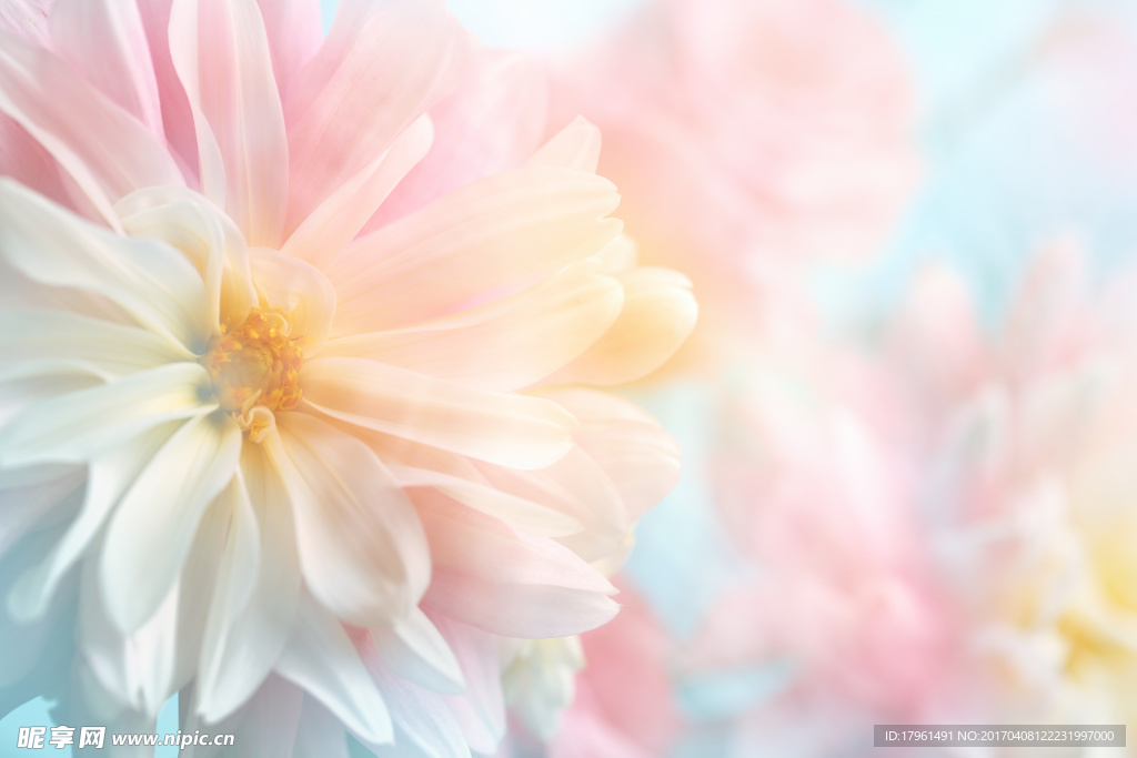桃花
