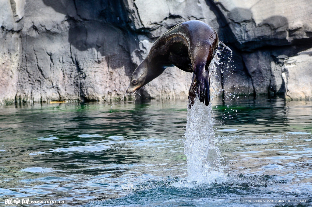 海狮
