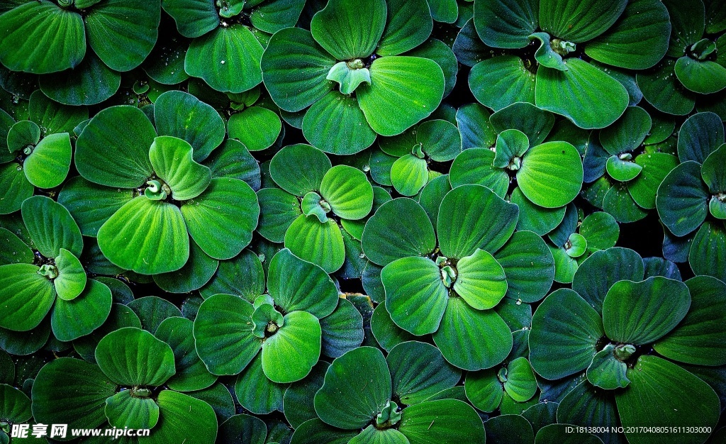 浮萍