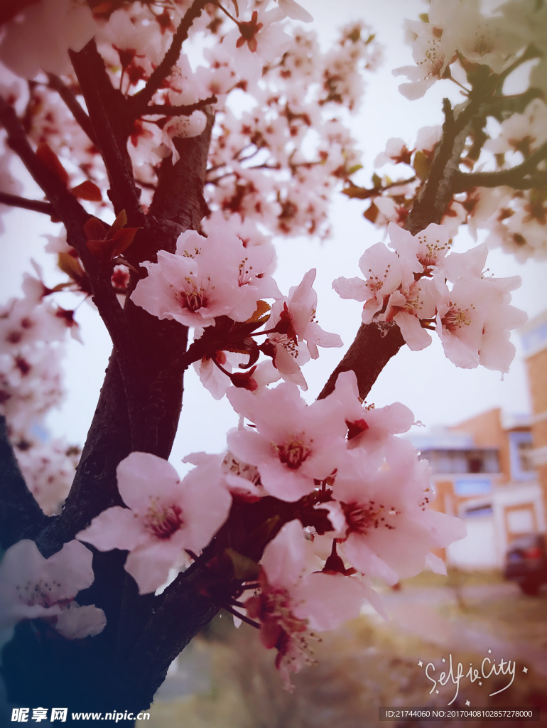 樱花