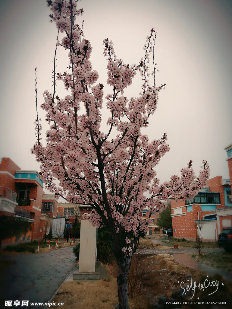 樱花