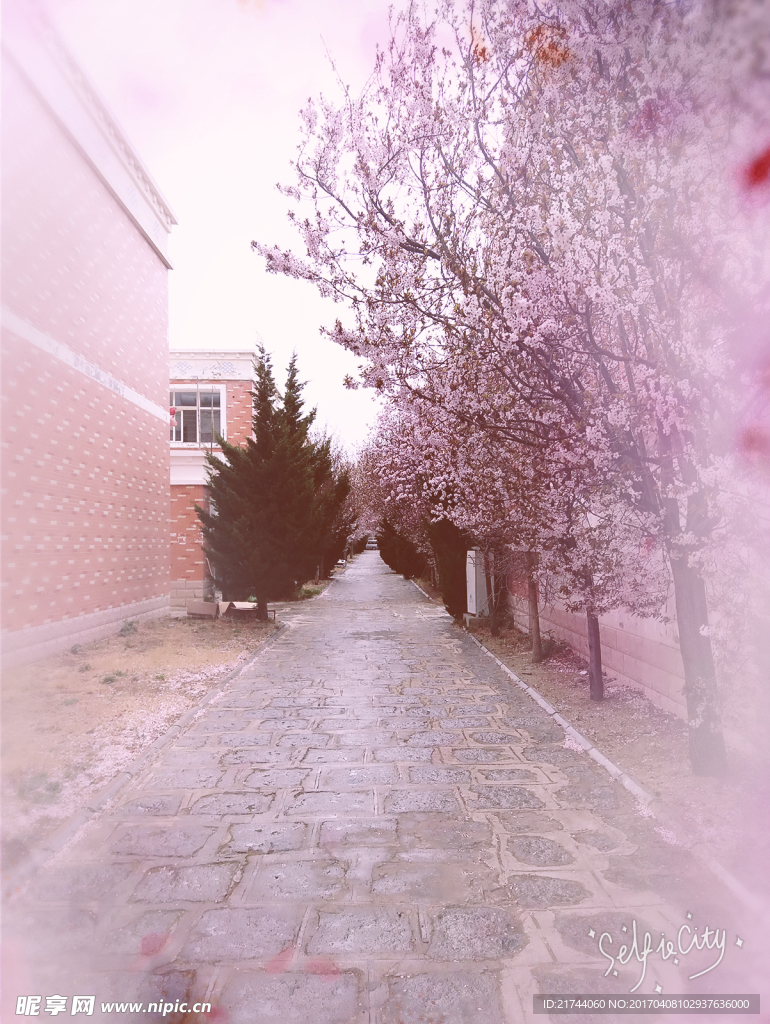 樱花