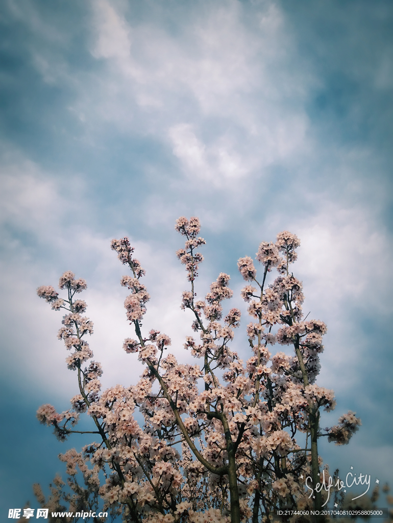 樱花