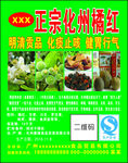 化州橘红
