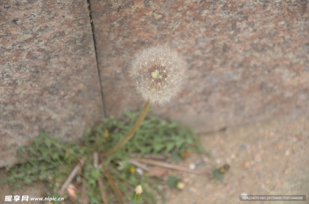 蒲公英的种子花