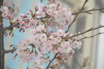 东京樱花