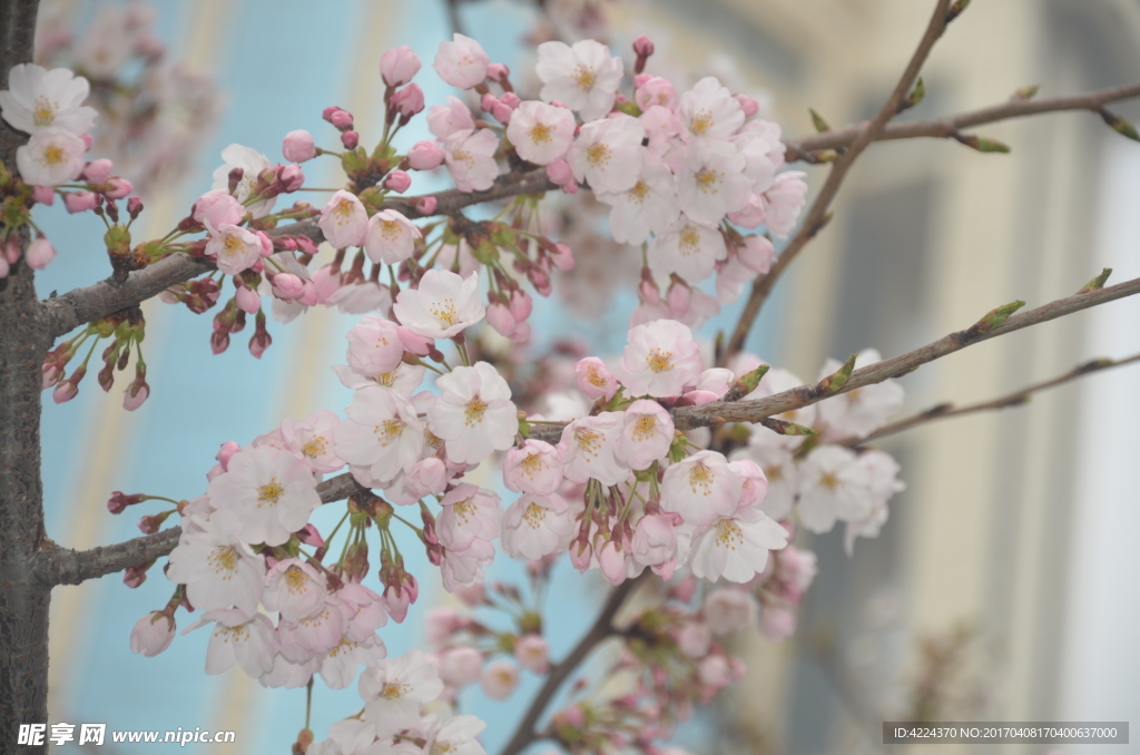 东京樱花