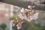 东京樱花