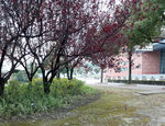 交通大学 数木