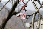 桃花枝