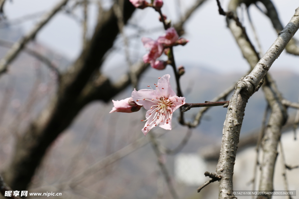 桃花枝