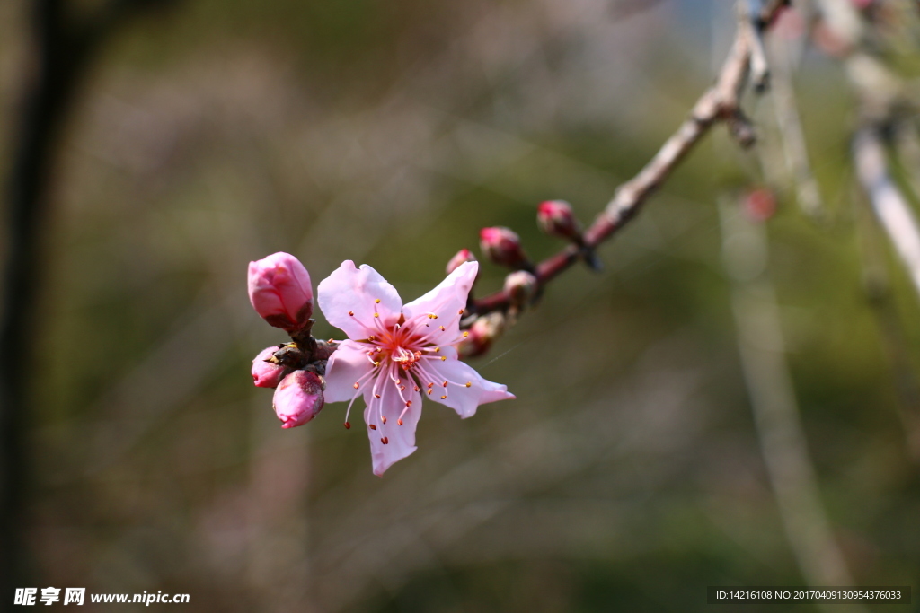 桃花