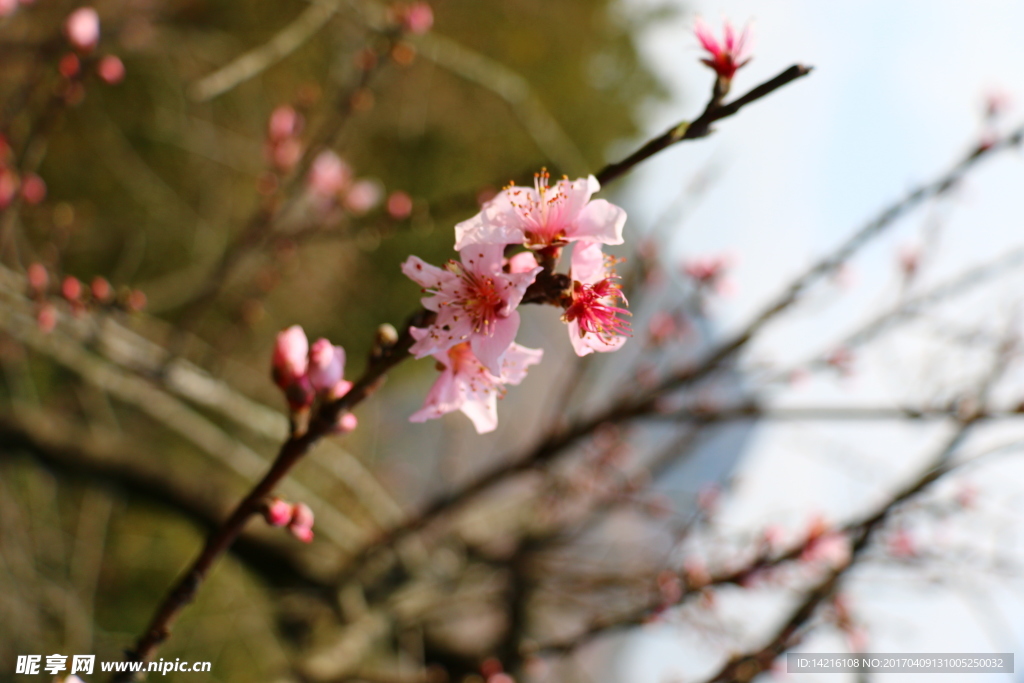 桃花